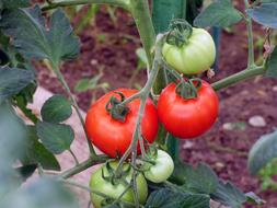 ripe fresh tomatoes on a branch