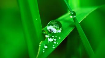 Water Drop Grass