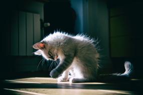 kitten playing in the sunlight