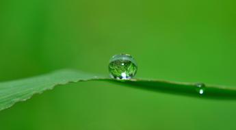 Drop Water Grass