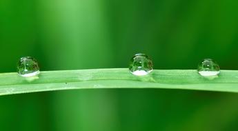 Water Drops Grass
