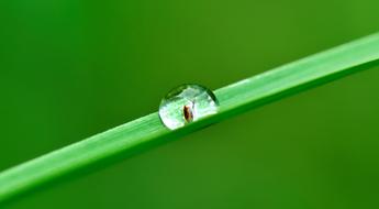Drop Water Grass