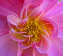 Dahlia Flower Pink