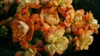 Stonecrop Flower Thick Sheet