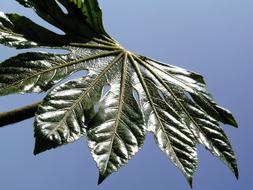 Nature Leaf Flora