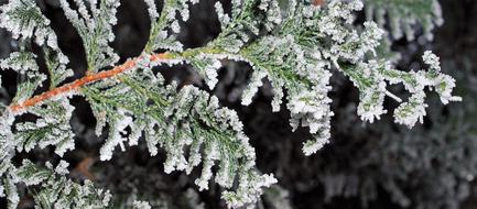 Frost Winter Nature