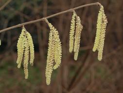 yellow plants on a branch