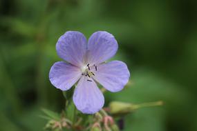 Meadow Cranesbill Geranium