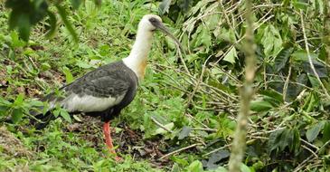 Nature Birds Wild Life