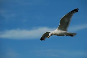 Birds Nature The Dome Of Sky