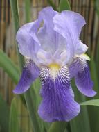 The purple one is big and beautiful.