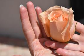 Rose Peach Orange