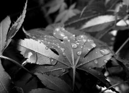 Raindrops Rain Droplets