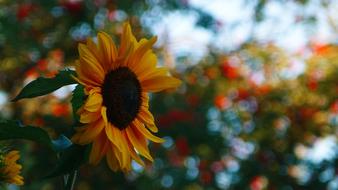 Sunflower Sun Flower