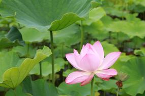 Plants Lotus Aquatic