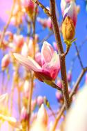 lots of flowers blooming