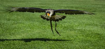 Birds Lawn Nature