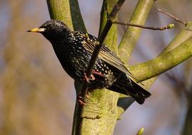 black bird on the branches of a tree