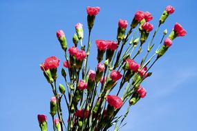 Cloves Flower Nature