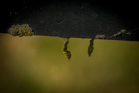 Nature Mushroom Lichen Small