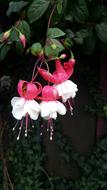 Nature Flower Flora