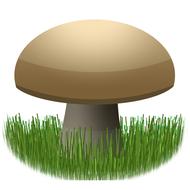 raw mushroom in the grass