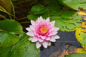 Water Lily Aquatic Herb Plant