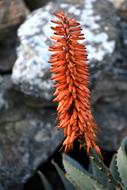 orange plants are a beautiful big orange