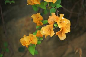Flower Plant Nature