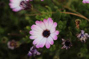 Flower Plant Nature