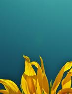 Nature Plant Flower macro