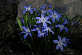 Chionodoxa Luciliae Snow Shine