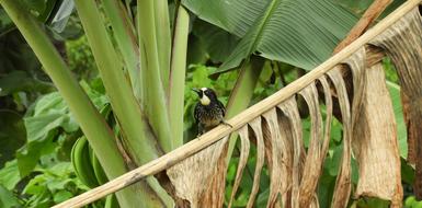 Nature Leaf Outdoors
