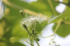 Flower Nature Wallpaper