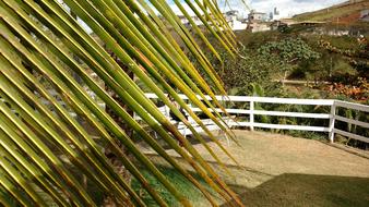 grass palm tree big house
