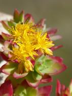Cactus Gross Floor Nature