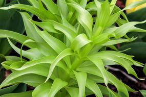 Leaf Flora Nature