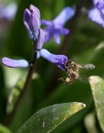 Hyacinth Bee Pollination