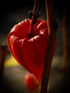 No Person Nature Plant