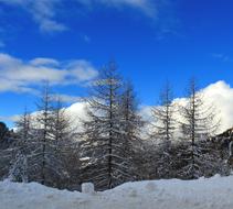 winter trees mountains cold