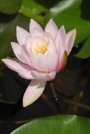 water lily by the grass