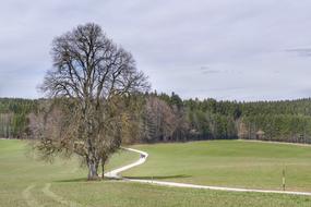 the tree in the field is beautiful