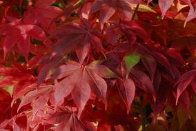 Background Autumn Nature