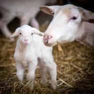 Sheep Livestock Wool
