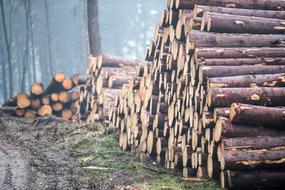 Log Wood Forest