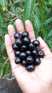 black berries in hand
