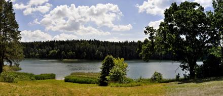 Panoramic Nature Tree Monolithic
