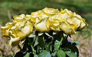 a yellow bouquet of roses for you