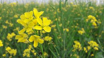 beautiful yellow flowers in the garden