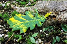 green plant with yellow